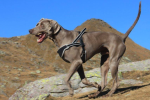 Patentino per proprietari di cani